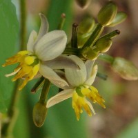 Dianella ensifolia (L.) Redouté
